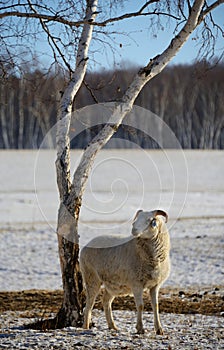 Sheep grazing