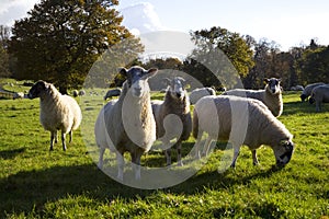 Sheep Grazing