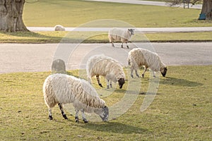 Sheep grazing