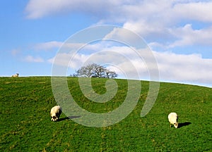 Sheep grazing