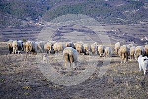 Sheep grazing