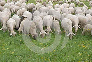 Sheep Grazing photo