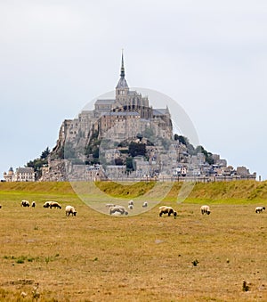 sheep grazing and the abbey of mont saint michel in normandy in northern france in summer