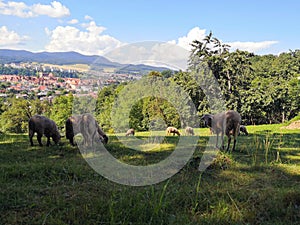 Sheep grazing above the historic town