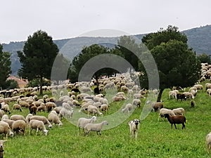 Sheep grazing-Alhaurin de la Torre