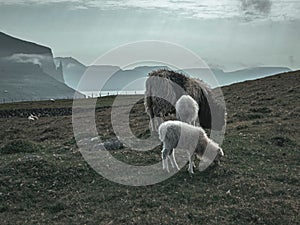 Sheep grazing along the rocky cliffs of the Faroe Islands