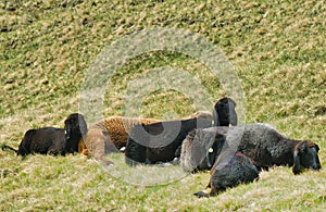 Sheep grazing on an alpine meadow