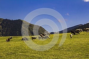Sheep grazing in the alpine meadows in the mountains