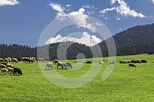 Sheep grazing in the alpine meadows in the mountains