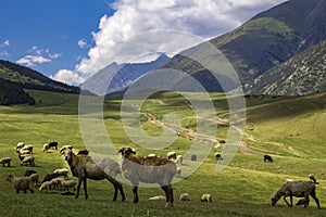 Sheep grazing in the alpine meadows in the mountains