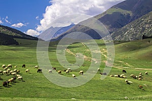 Sheep grazing in the alpine meadows in the mountains
