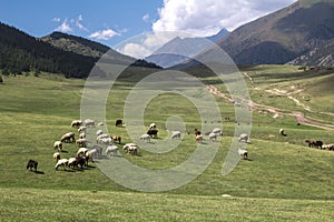 Sheep grazing in the alpine meadows in the mountains