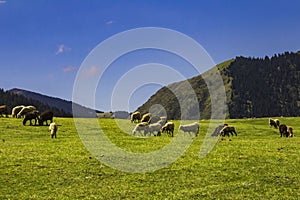 sheep grazing in the alpine meadows in the mountains