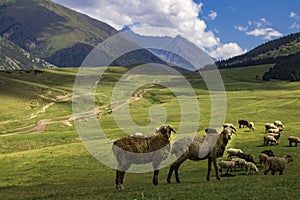sheep grazing in the alpine meadows in the mountains
