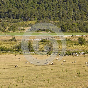 Sheep grazing in Araucania, Chile