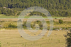 Sheep grazing in Araucania, Chile. Bio Bio Region