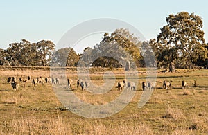Sheep grazing in Australia