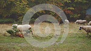 Sheep grazing in an autumn meadow near the forest, white woolly animals calmly eating grass