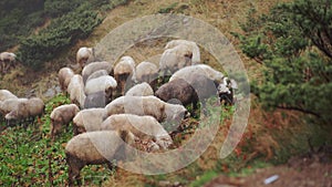 Sheep grazing in an autumn meadow near the forest, white woolly animals calmly eating grass