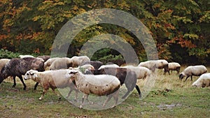 Sheep grazing in an autumn meadow near the forest, white woolly animals calmly eating grass