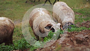 Sheep grazing in an autumn meadow near the forest, white woolly animals calmly eating grass