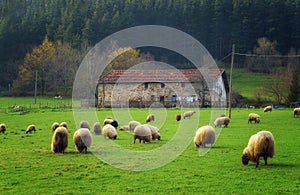 Sheep grazing in Basque Country photo
