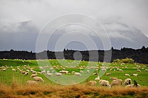Sheep grazing in beautiful Green meadows.
