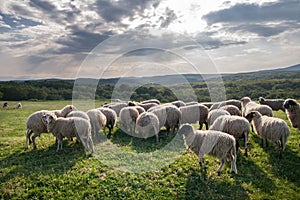 Sheep grazing on beautiful mountain meadow