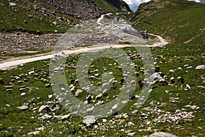 sheep grazing in beautiful mountain valley, Indian Himalayas,