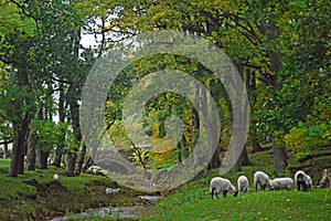 Sheep grazing by the beck in Wensleydale, England 