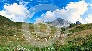 Sheep grazing in the brembana valley lombardy Italy