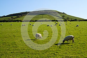 Sheep grazing on Brent Knoll Somerset photo
