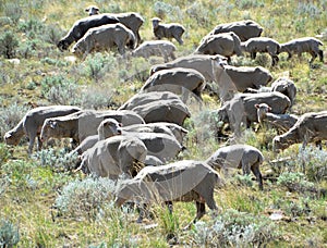 Sheep grazing C Hill in Carson City Nevada