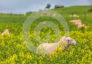 Sheep grazing in canola in spring