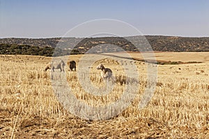 Sheep grazing cereals on a farm