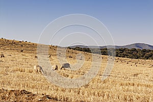 Sheep grazing cereals on a farm