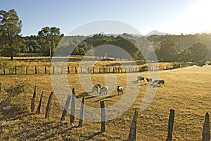 Sheep grazing in Chile