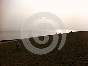 Sheep grazing on a coastal plain by the ocean under a cloudy sky Northsee Emden Germany photo