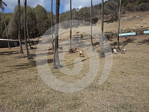 Sheep grazing among coconut trees in the grenadines