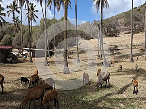 Sheep grazing among coconut trees in the grenadines