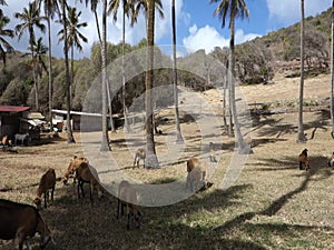 Sheep grazing among coconut trees in the grenadines