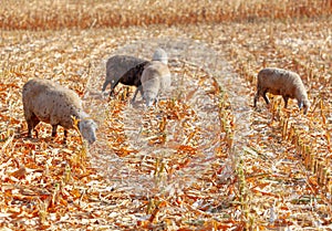 Sheep grazing in a cornfield in autumn