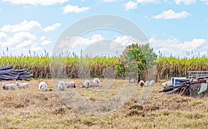 Sheep Grazing On A Country Station