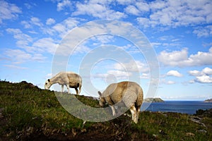 Sheep grazing in countryside