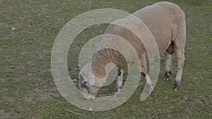Sheep grazing in a countryside meadow farm animal eating grass, wool agriculture farming