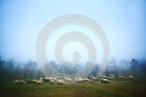 Sheep grazing at dawn