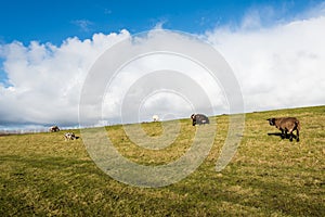 Sheep grazing on a