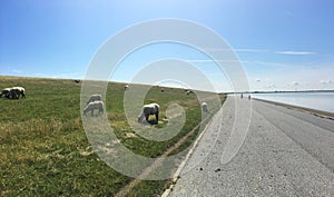 Sheep grazing on a dike in East Frisia along the North Sea shore Ostfriesland. In the distance you can see Holland