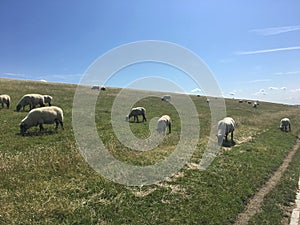 Sheep grazing on a dike in East Frisia Ostfriesland,Germany, on the North Sea shore