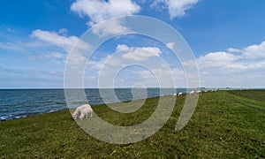 Sheep grazing on a dike of the IJsselmeer